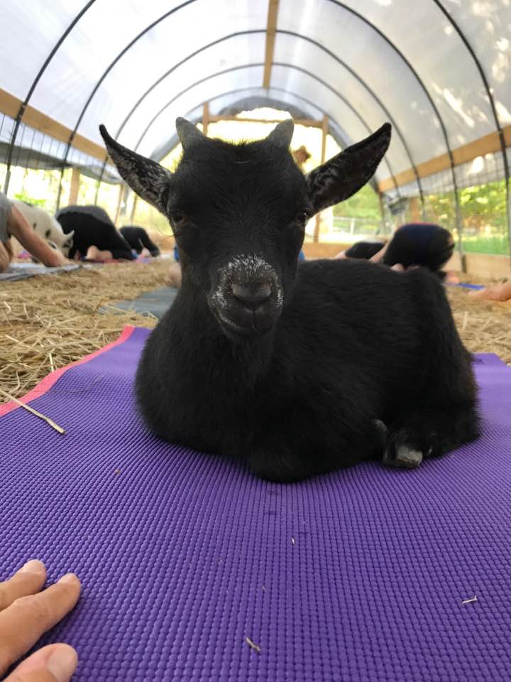 Goat Yoga MV
